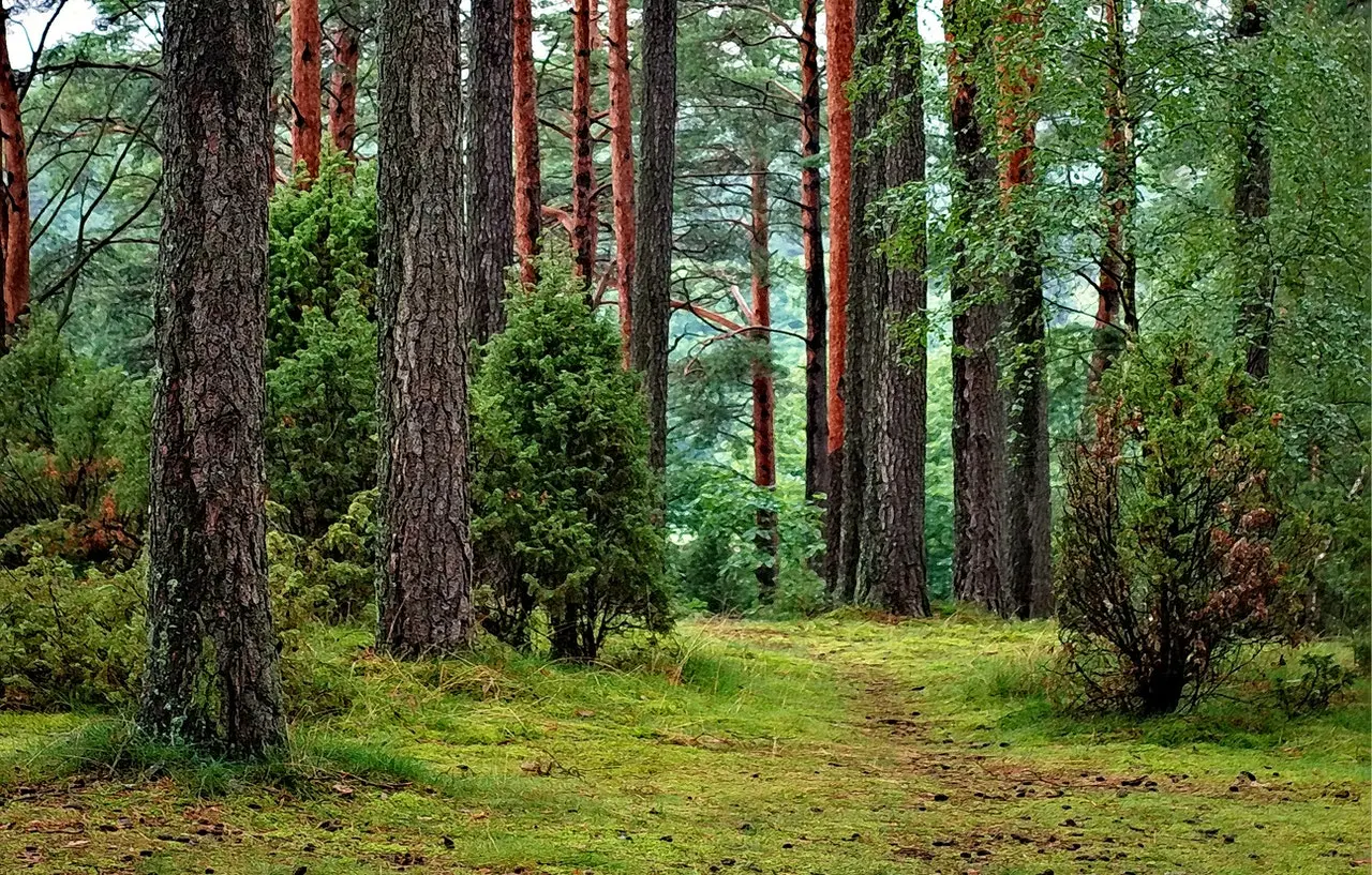 procedura decyzji środowiskowej