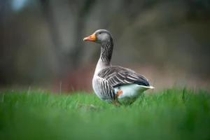 Read more about the article Powierzchnia obszarów Natura 2000 ulegnie zwiększeniu
