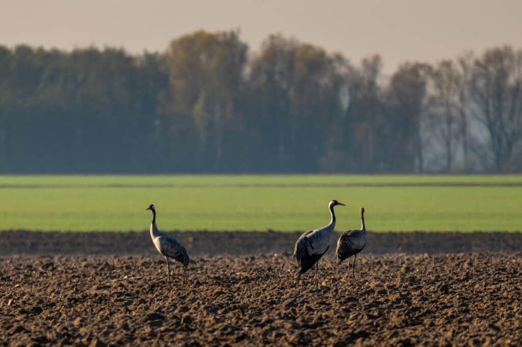 Ochrona gatunkowa zwierząt